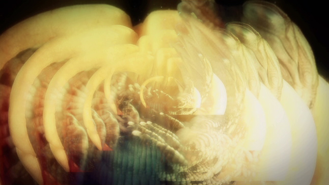 Embryos-Fractal1B.mov.Still006