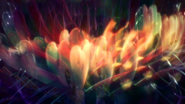 FlowersBloomSlide.mov.Still001